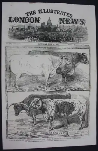 Short horned cattle - long horned cattle - The Illustrated London News cattle Kühe Rinder Holzschnitt