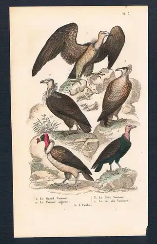 Geier vulture Vögel birds bird  engraving