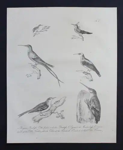 Baumläufer Kolibri bird Inkunabel Lithographie Brodtmann lithograph