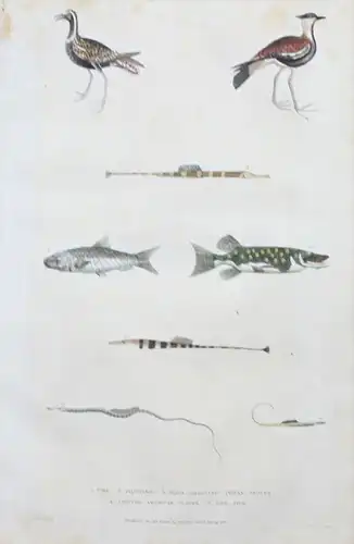 Hecht pike Sardine pilchard fish Kiebitz animals engraving Kupferstich
