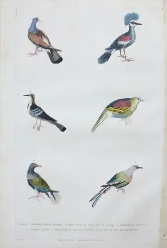 Taube Tauben pigeon dove Vogel bird animals engraving Kupferstich