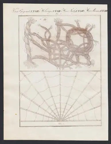 Verm. Gegenst. LXXIII - Mikroskopische Gegenstände - spider web microscope Spinnenweben    / Bilderbuch für