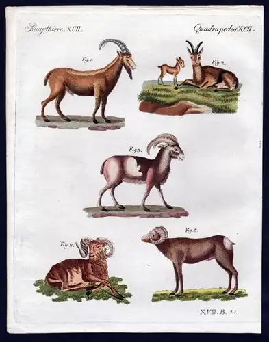 Vierfüssige Thiere - der Pasang oder wilde Bock, der Mufflon oder Sardinische Widder, der afrikanische Mufflo