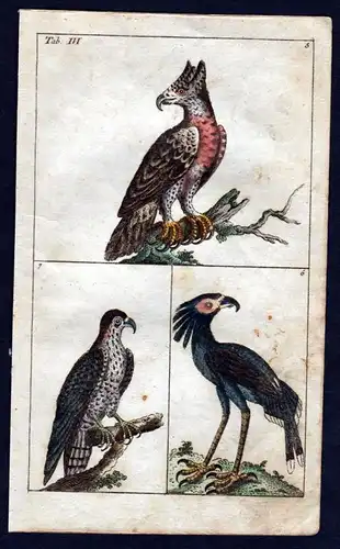 Adler eagle Vogel Vögel bird birds