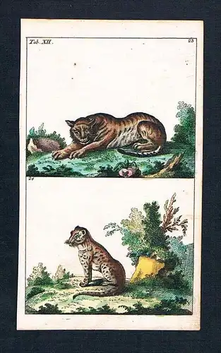 Leopard Ozelot ocelot animal animals Original engraving Kupferstich