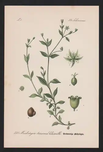 Möhringie Moehringia Kräuter Heilkräuter herbs herbal Lithographie