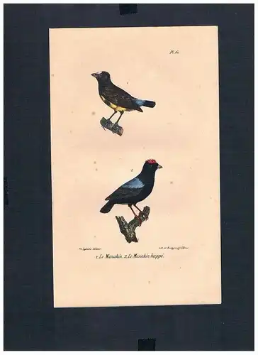 Schnurrvögel Manakin Vogel bird Lithographie Lithograph