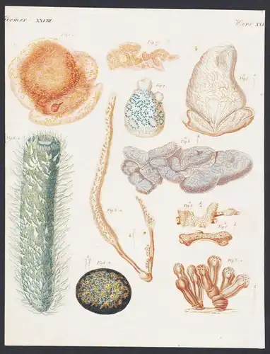 Würmer XXVIII - Distoma - Sigilline - Synoicum - Aplydium - Polyclinum - Didemnum - Eucoelum - Botryllus - Py