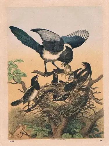 Elster Elstern Nest Vogel Vögel - Lithographie lithography