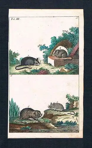 Maus Mäuse mouse Ratte Ratten rat animal animals engraving Kupferstich