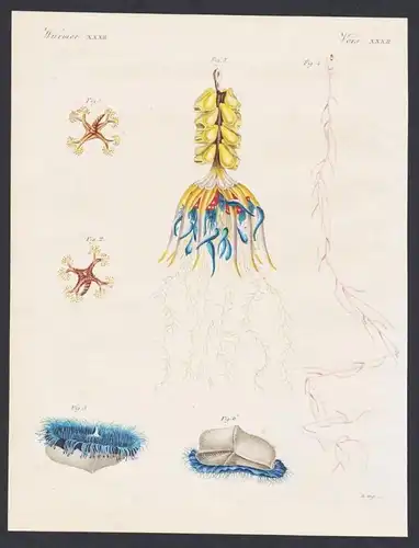 Würmer XXXII - Merkwürdige Strahlthiere - 1/2) Die vierhornige Lucernaria - 3) Die Atlantische Physophore -