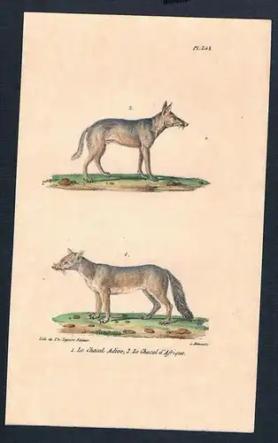 Schakal Schakale Chacal Wildhund Original Lithographie lithography