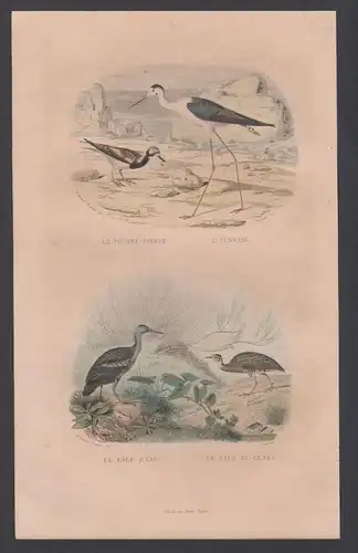 Reiher heron Vogel Vögel birds bird animal Tiere  engraving
