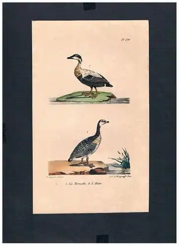 Meergänse Branta Eiderente Vogel Vögel bird birds Lithographie Lithograph