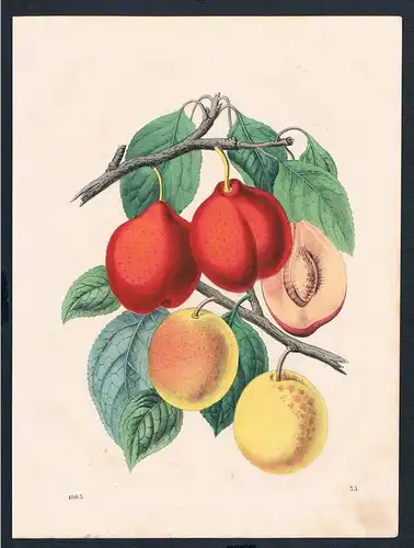 Pflaume Pflaumen Baum Zwetschge plum tree Original engraving