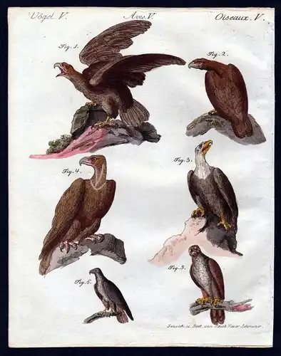 Adler Geier Habicht Falke eagle vulture falcon Vögel birds   / Bilderbuch für Kinder