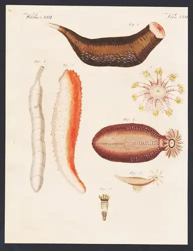 Würmer XXVI. -  Merkwürdige Holothurien. 1) Der Spritzwurm. 2) Die Phantapus Holothurie. 3) Die elegante Hol