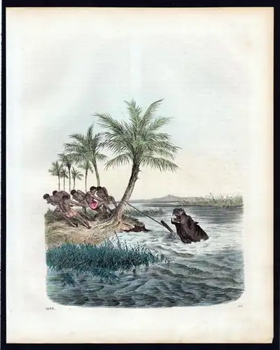 Nilpferdjagd Nilpferd Flusspferd Hippo Jagd hunting Lithographie lithograph