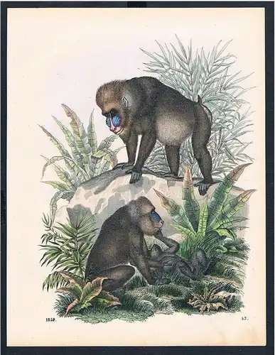 Affe Affen Pavian Paviane monkey monkeys animal Original Lithographie