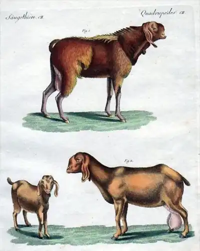 Säugethiere CII - Die aigyptische Ziege - Ziegen Ägypten Egypt goat Ziegens goats Paarhufer even-toed ungula