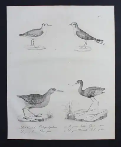 Sandhuhn chicken bird Vogel Inkunabel Lithographie Brodtmann lithograph
