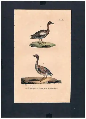 Gans Gänse goose geese Vogel Vögel bird birds Lithographie Lithograph