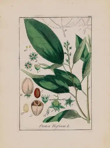 Kaskarillabaum Crotonöl Kräuter Heilkräuter herbal herbs Kupferstich