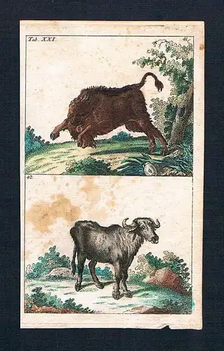Büffel buffle Stier Kuh animal animals engraving Original Kupferstich
