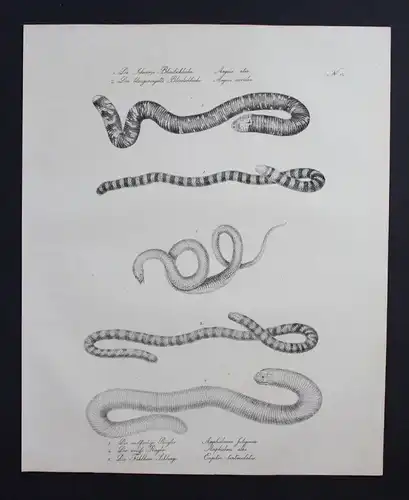 Blindschleiche snake Schlange Inkunabel Lithographie Brodtmann lithograph