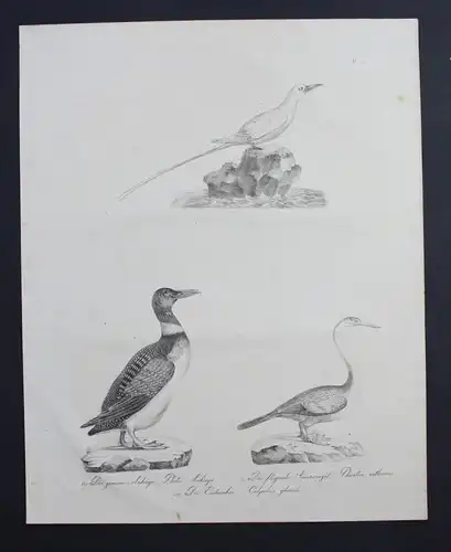 Eistaucher Sonnenvogel birds Inkunabel Lithographie Brodtmann lithograph