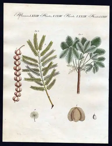 Pflanzen LXXXIV. - 1) Die Caoutchouc. - 2) Der arabische Gummibaum oder die Nil-Mimose. - Naturkautschuk natur