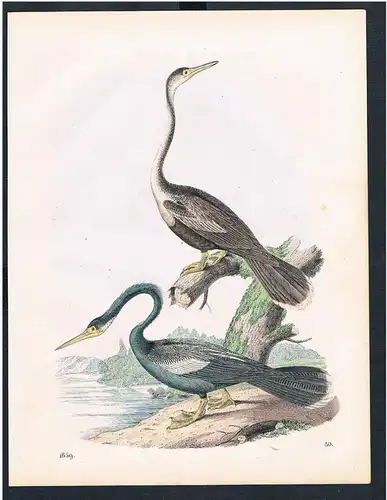 Vogel Vögel Kormorane Kormoran cormorants cormorant herons bird birds Original Lithographie