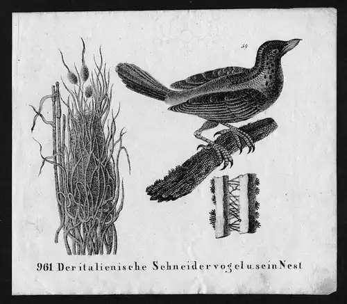 Schneidervogel Singvogel Vogel bird Lithographie Lithograph