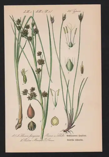 Schneiden Cladium Lithographie Kräuter Heilkräuter herbs herbal