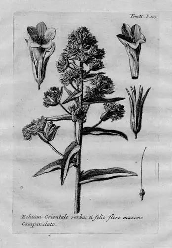 Echium Orientale verbas ei folio .. - Natternköpfe Echium Heilkräuter Kräuter / Botanik botanical botany