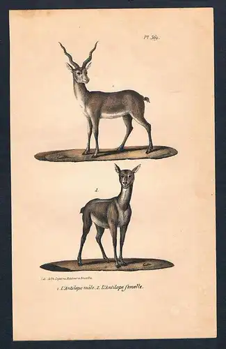 Antilope Antilopen animal animals Original Lithographie lithography
