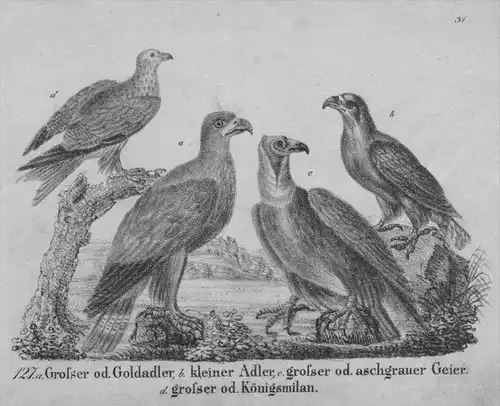 Adler eagle Geier Milan Original Lithographie litho lithograph