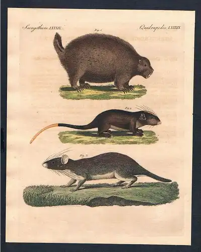 Saeugethiere LXXXIX. - 1) Das Canadische Stachelschwein. 2) Die goldschwänzige Stachelmaus. 3) Die rothe Stac