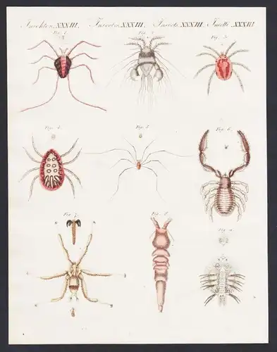 Insecten XXXIII - Wunderbare Insecten - Milbe Acarus velvet mite mites ticks