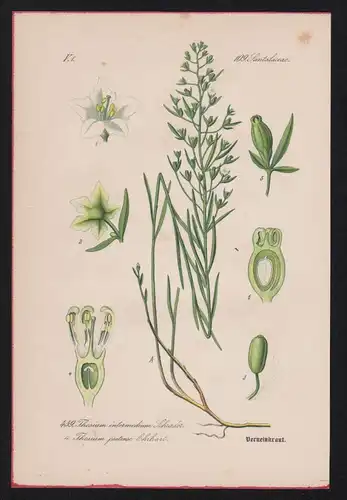 Sandelholzgewächse Lithographie Kräuter Heilkräuter herbs herbal
