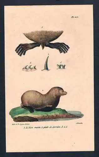 Seelöwe sea lion Robbe Robben animal animals Lithographie lithography