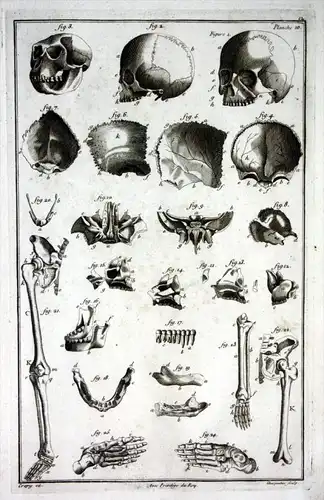 Skull skulls Schädel Knochen skeleton Skelett Memento Mori Kupferstich engraving antique print