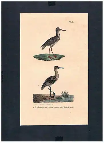 Wasserläufer tringa Vogel Vögel bird birds Lithographie Lithograph