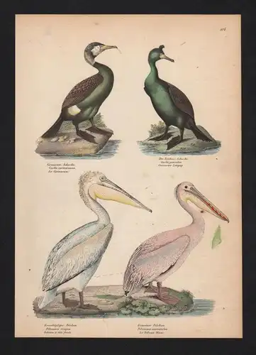 Pelikane pelicans Kormorane cormorants Vogel Vögel bird birds Lithographie