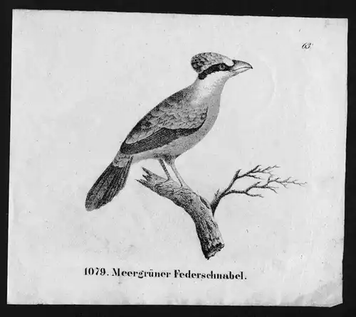 Federschnabel Vogel bird Ornithologie Vögel Lithographie Lithograph