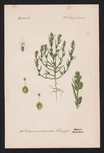 Wanzensamen Corispermum Kräuter Heilkräuter herbs herbal Lithographie