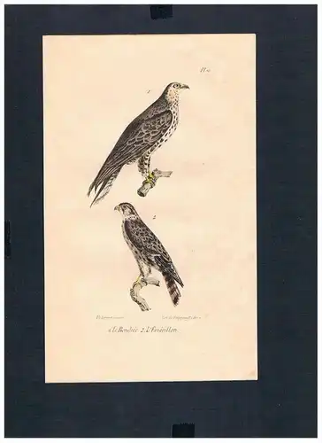 Falken Falke falcons falcon Vogel Vögel bird birds Lithographie Lithograph