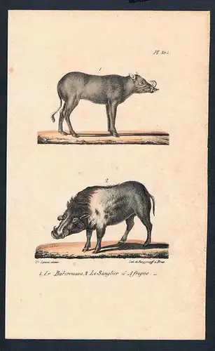 Warzenschwein Babiroussa animal animals Original Lithographie lithography