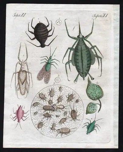 Insecten XI / Insectes XI - Die Blattlaus - Die Mehl und Käfermilbe - Milbe mite Laus Läuse Blattläuse lous