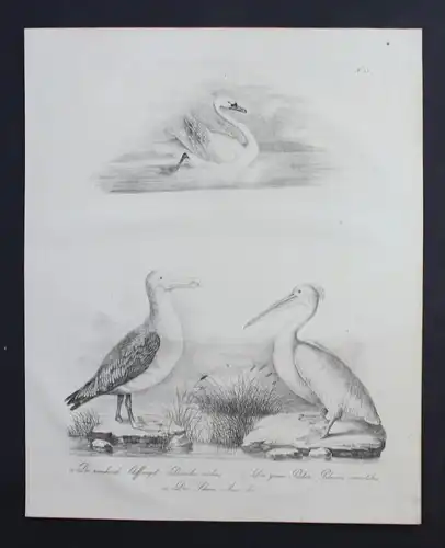 Schwan swan Pelikan bird Inkunabel Lithographie Brodtmann lithograph